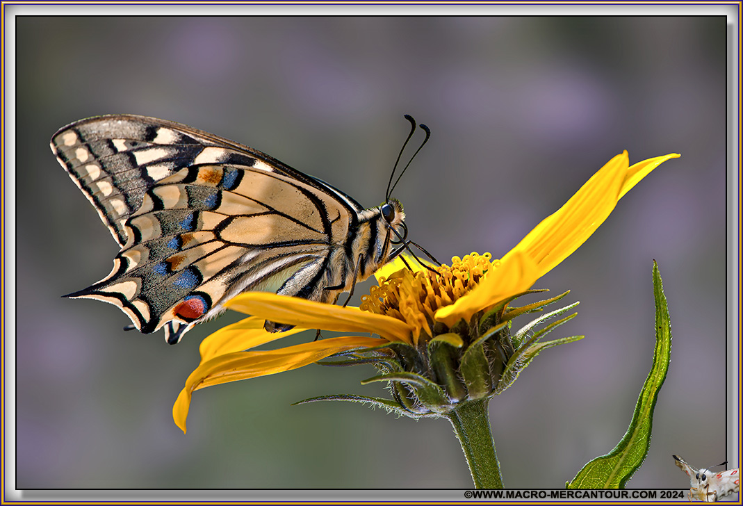 Machaon